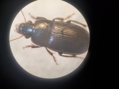 Harpalus froelichii